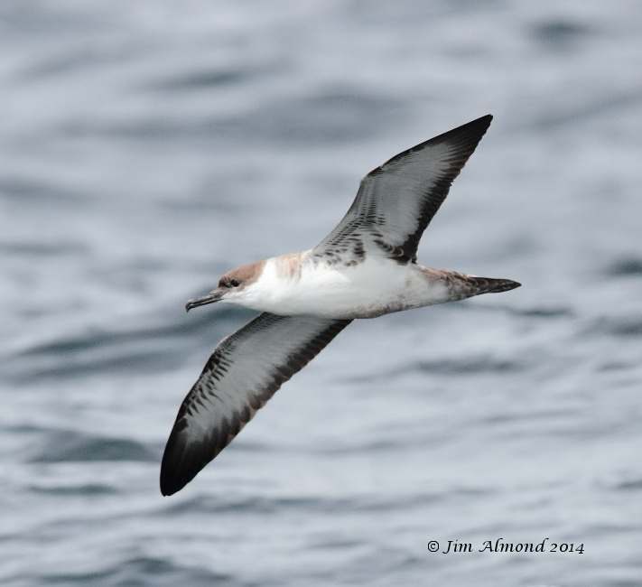 Great Shearwater underwing Scilly Pelagic 9 8 14 IMG_2657